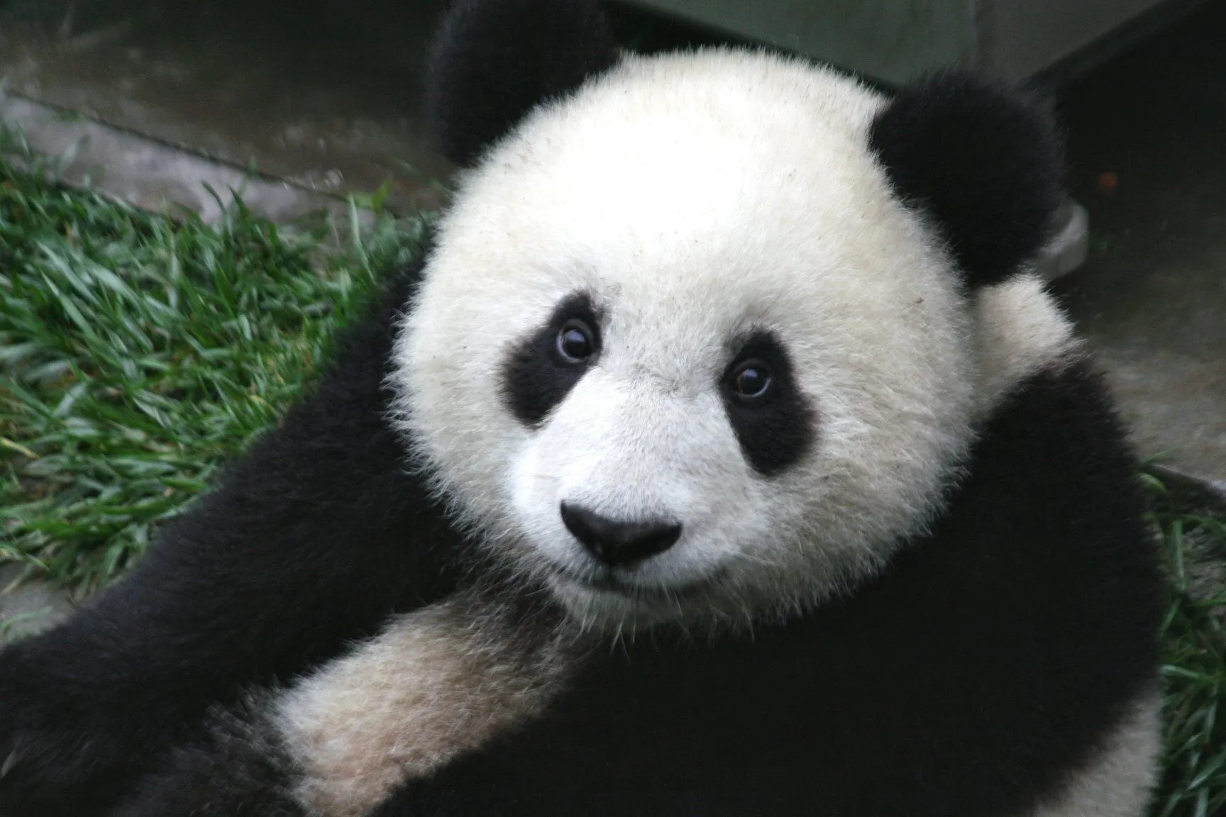 Giant panda - Wikipedia, the free encyclopedia Giant panda - Wikipedia, the free encyclopedia