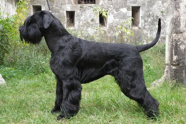 Giant Schnauzer Puppies For Sale - Puppy Breeders
