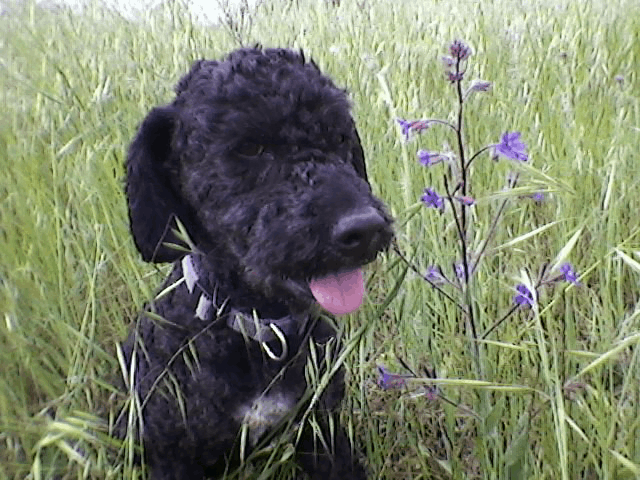 gif animado dogs | Patotas y Negrito gif animado dogs | Patotas y Negrito