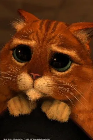 LOS GATOS Y SU MUNDO
