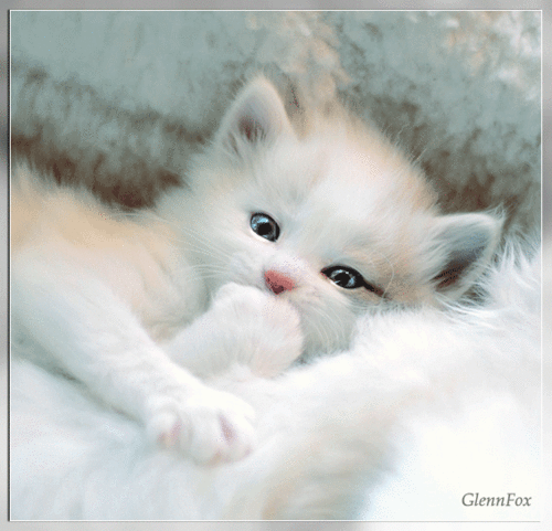 Gif de animales tiernos animados - Imagui