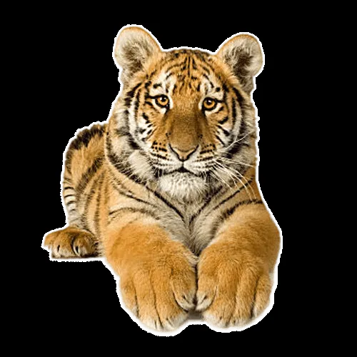 Imagenes animadas de tigres con movimientos - Imagui Imagenes animadas de tigres con movimientos - Imagui