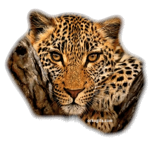 gif animado jaguar Imágenes y Comentarios para Facebook, Quepasa ...