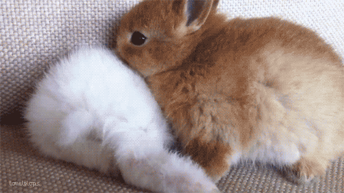gif awww animals cute adorable fluffy bunny rabbit rising- gif awww animals cute adorable fluffy bunny rabbit rising-