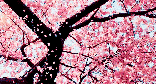gif cerezo | Tumblr
