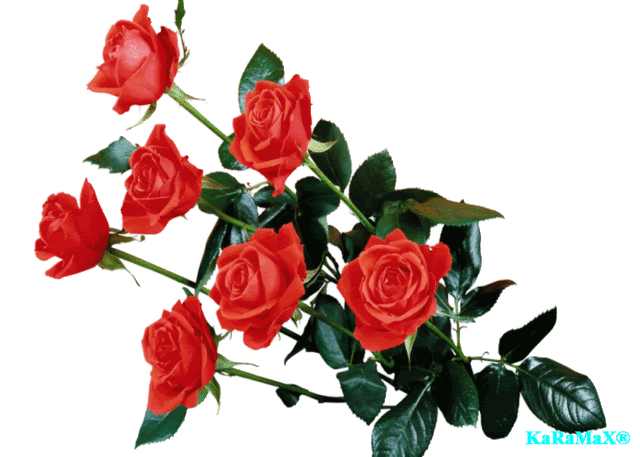GIF FLORES - ☼ Todo PhotoShop ☼ - Gabitos