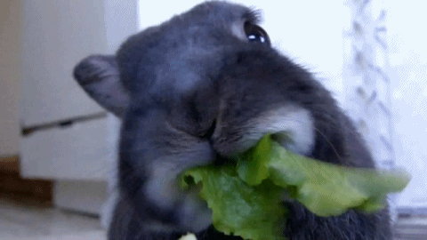 gif food animal rabbit animal gif food gif rabbit gif junkfoodjunki gif food animal rabbit animal gif food gif rabbit gif junkfoodjunki
