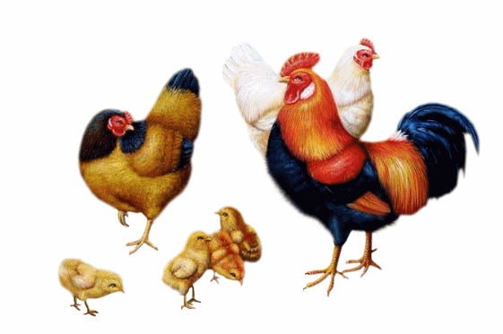 Gallina animado gif - Imagui