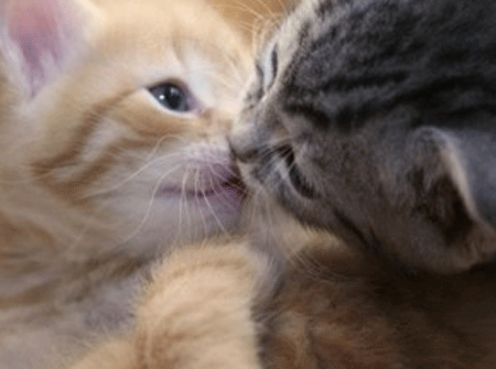 Gif de gatitos tiernos - Imagui