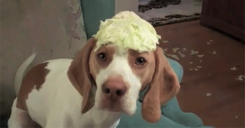 Gif Gracioso | ¡Qué animalada! | Las fotos, los vídeos y los gifs ... Gif Gracioso | ¡Qué animalada! | Las fotos, los vídeos y los gifs ...