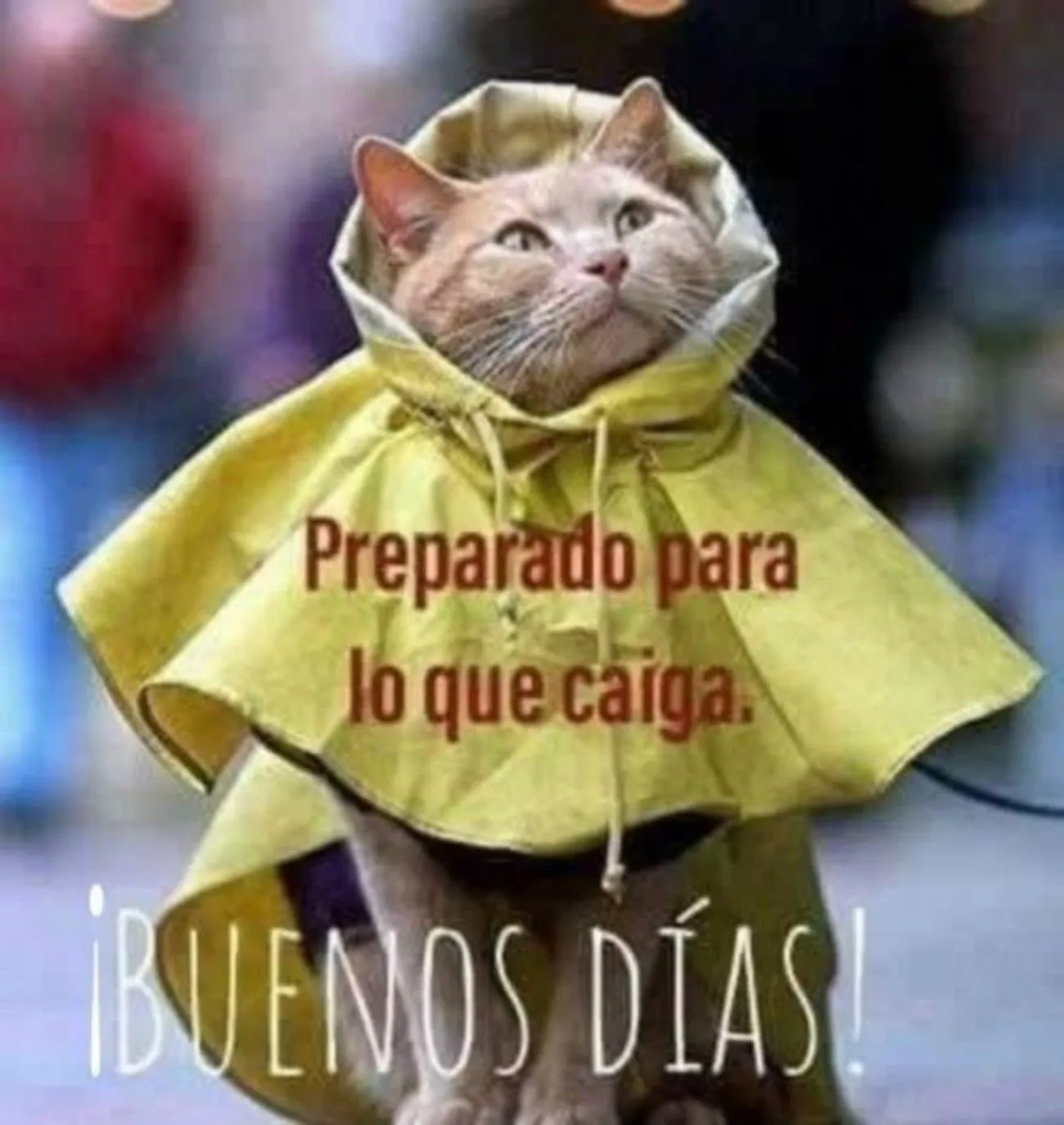 Gif De Buenos Días Lluviosos — TheTremendingTopic