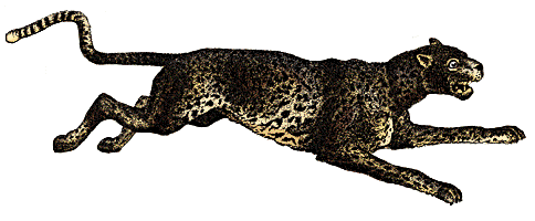 Gifs animados de animales salvajes - Imagui Gifs animados de animales salvajes - Imagui