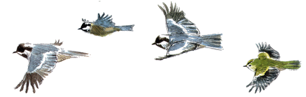 Gif pajaros - Imagui
