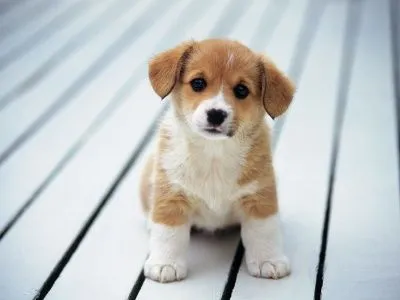 Gif de perritos tiernos - Imagui