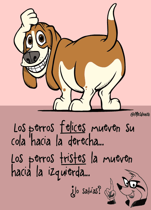 gif Perro feliz gracioso gif animado info-topo • gif Perro feliz gracioso gif animado info-topo •