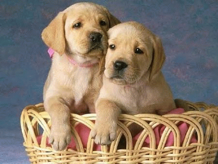 Fotos de perros reales - Imagui