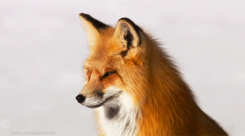 gif snow animal fox animal gif Yellowstone wild animal reino ... gif snow animal fox animal gif Yellowstone wild animal reino ...