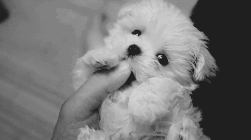 gif tiernos | Tumblr