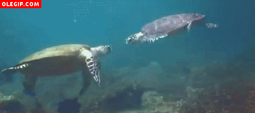 GIF: Tortugas marinas peleando (Gif #5)