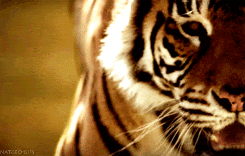 GIFS: 38 Imágenes Animadas de Hermosos Tigres - Los Mejores Gifs ... GIFS: 38 Imágenes Animadas de Hermosos Tigres - Los Mejores Gifs ...