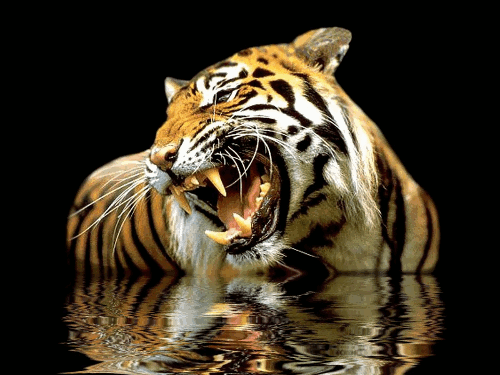 GIFS: 38 Imágenes Animadas de Hermosos Tigres - Los Mejores Gifs ... GIFS: 38 Imágenes Animadas de Hermosos Tigres - Los Mejores Gifs ...