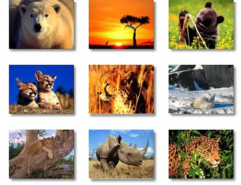 Gifs animados animales salvajes - Imagui
