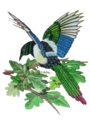 Gifs animados de Aves varias, animaciones de Aves varias Gifs animados de Aves varias, animaciones de Aves varias
