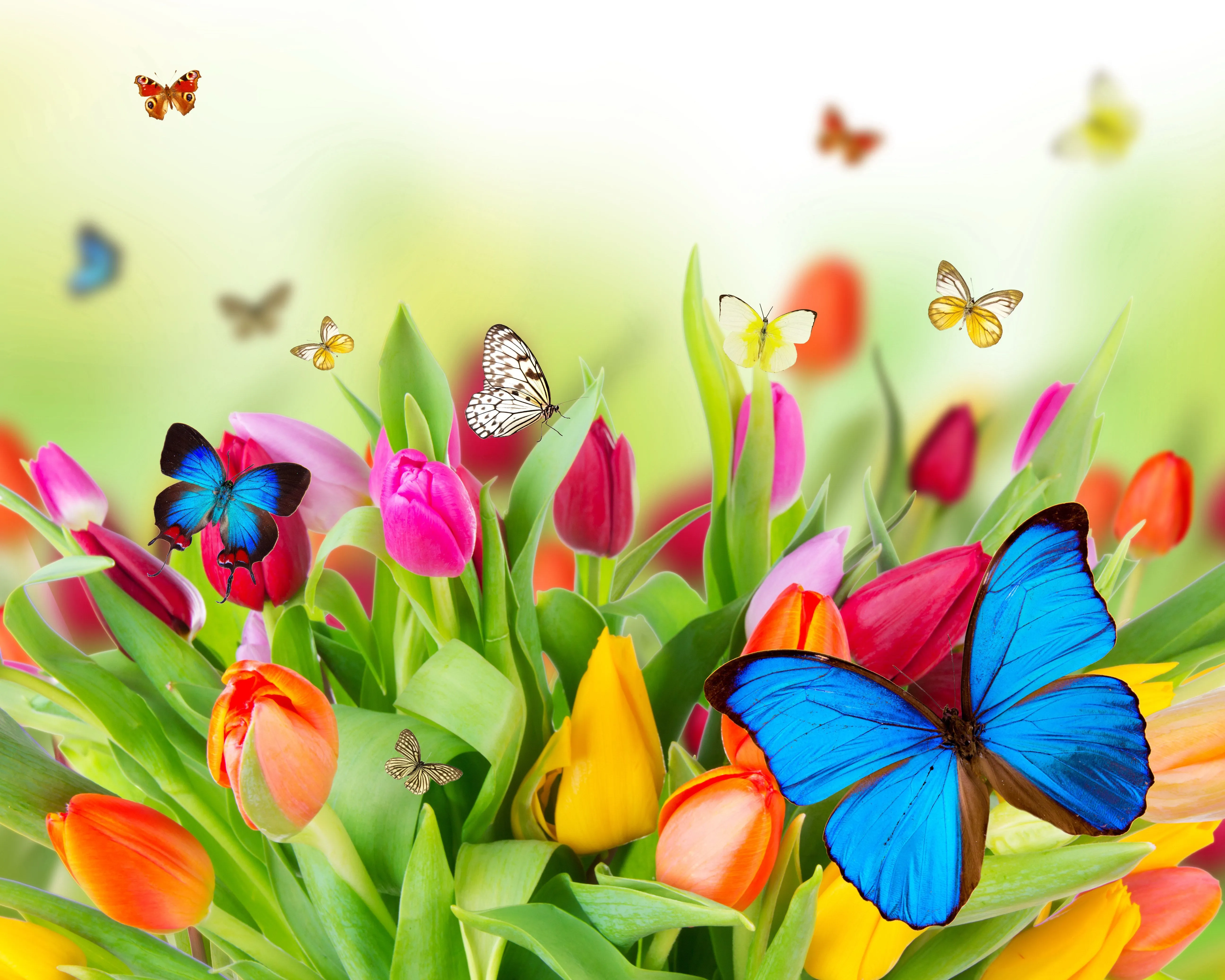 gifs animados borboletas e orquideas - Pesquisa Google ... gifs animados borboletas e orquideas - Pesquisa Google ...