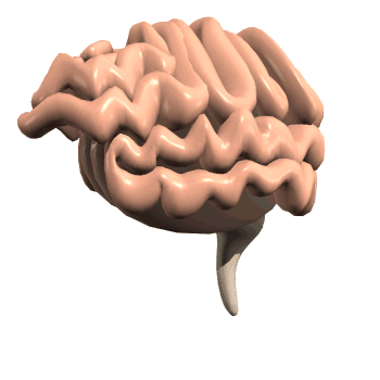 Gifs animados de Cerebros, animaciones de Cerebros Gifs animados de Cerebros, animaciones de Cerebros