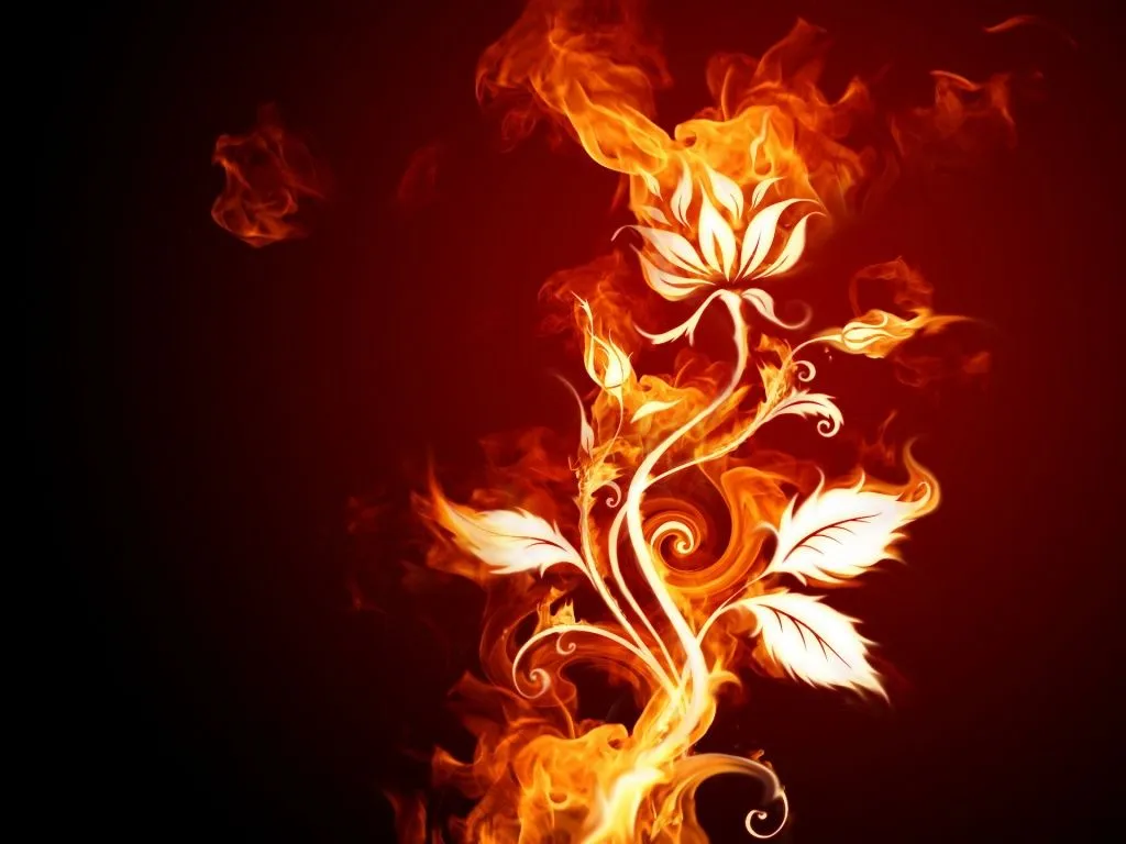 Gifs Animados Cia: Flor de Fogo
