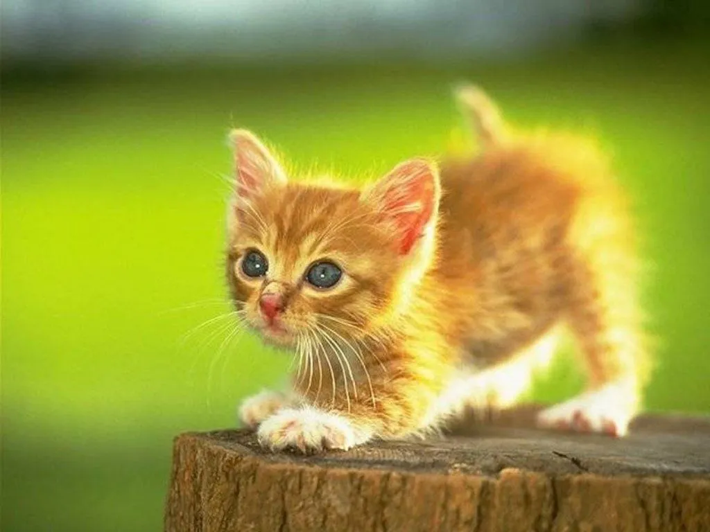 Gifs Animados Cia: Gato