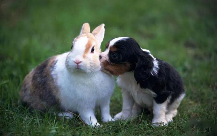 Conejitos tiernos gif - Imagui