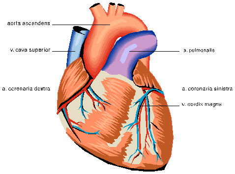 Gifs animados del corazon - Imagui