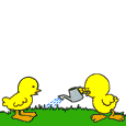 Gifs animados de pollitos