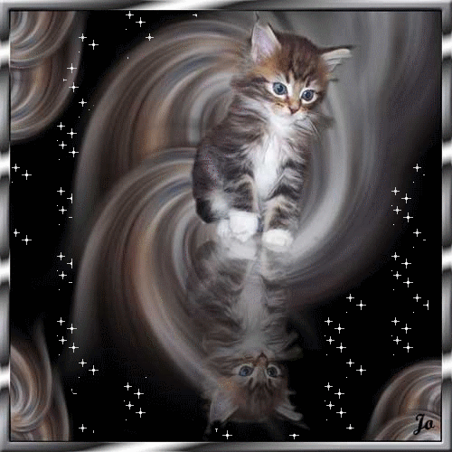 GIFS ANIMADOS DE GATOS