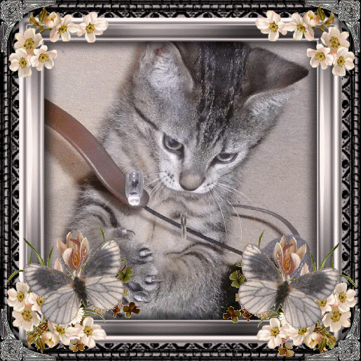 GIFS ANIMADOS DE GATOS