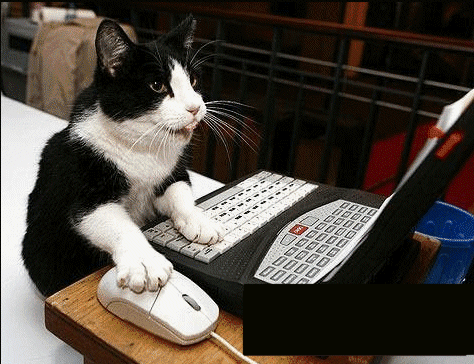 Gifs animados gatos jugando con un PC | Blog de imágenes