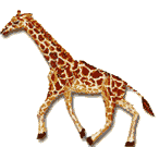 Gifs animados de jirafas. Gifs animados. Imágenes animadas. Gifs animados de jirafas. Gifs animados. Imágenes animadas.