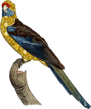 Gifs animados de Loros, animaciones de Loros
