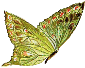 Gifs animados de mariposas. Gifs animados. Imágenes animadas. Gifs animados de mariposas. Gifs animados. Imágenes animadas.