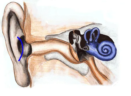 Oreja gifs animados - Imagui