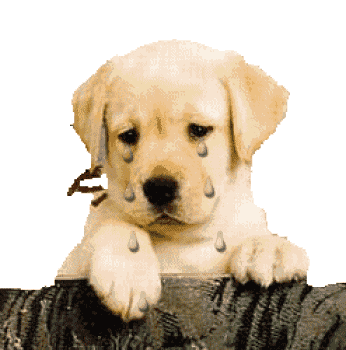 Gifs de animales en movimiento - Imagui