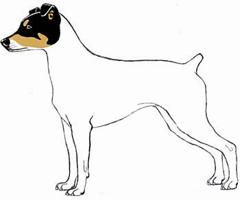 Imagenes animadas con movimiento de perritos - Imagui Imagenes animadas con movimiento de perritos - Imagui