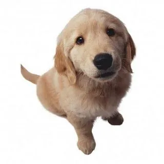 Gifs animados de perros - Imagui