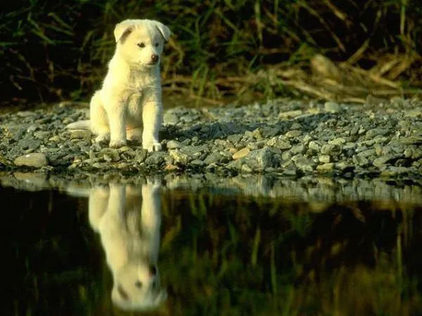 Gifs animados de perros tiernos - Imagui