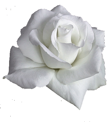 GIF ROSAS BLANCAs - Imagui