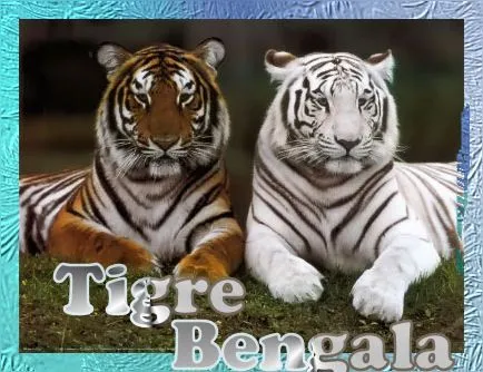 Gifs animados de tigres de bengala - Imagui Gifs animados de tigres de bengala - Imagui
