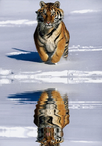 Gifs animados de tigres - Imagui