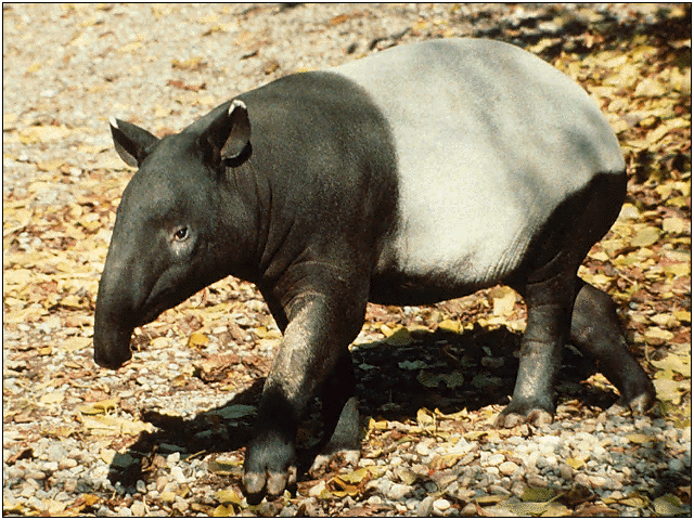 Gif animales en peligro de extincion - Imagui Gif animales en peligro de extincion - Imagui