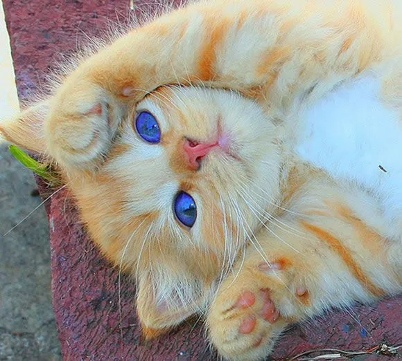 Gifs de animales tiernos - Imagui